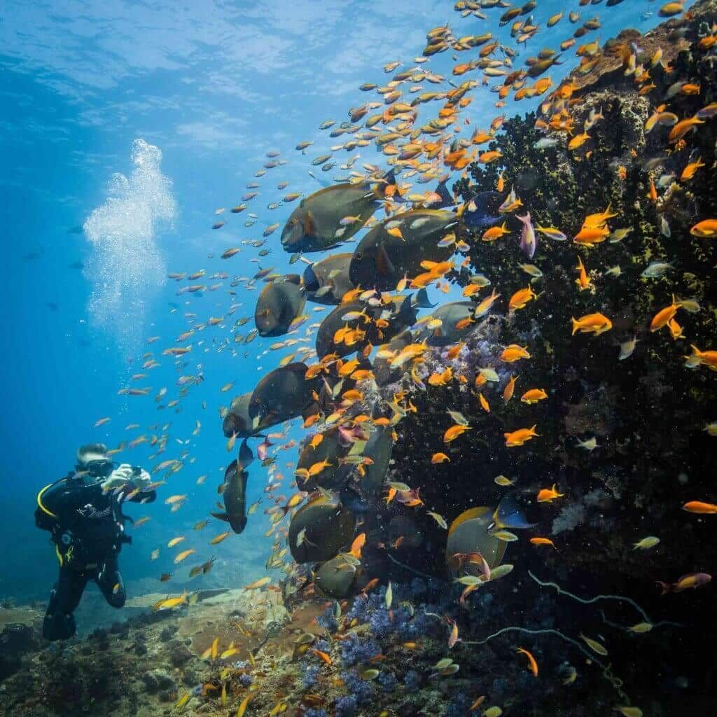 A diver observes a large, vibrant school of small orange fish and several darker, oval-shaped fish near a coral reef.