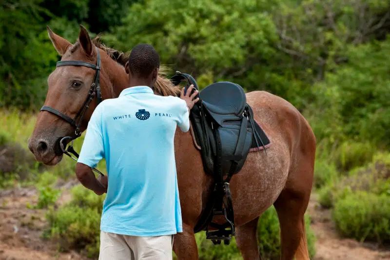 A person in a light blue shirt stands beside a saddled brown horse in a grassy, outdoor setting.