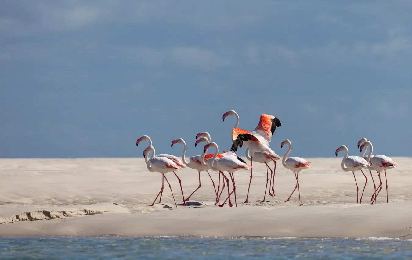 Did you know? A group of flamingoes is sometimes called a ‘flamboyance’ [Photo credits @BCSS/Orlando Miranda_Salvador Colvee]