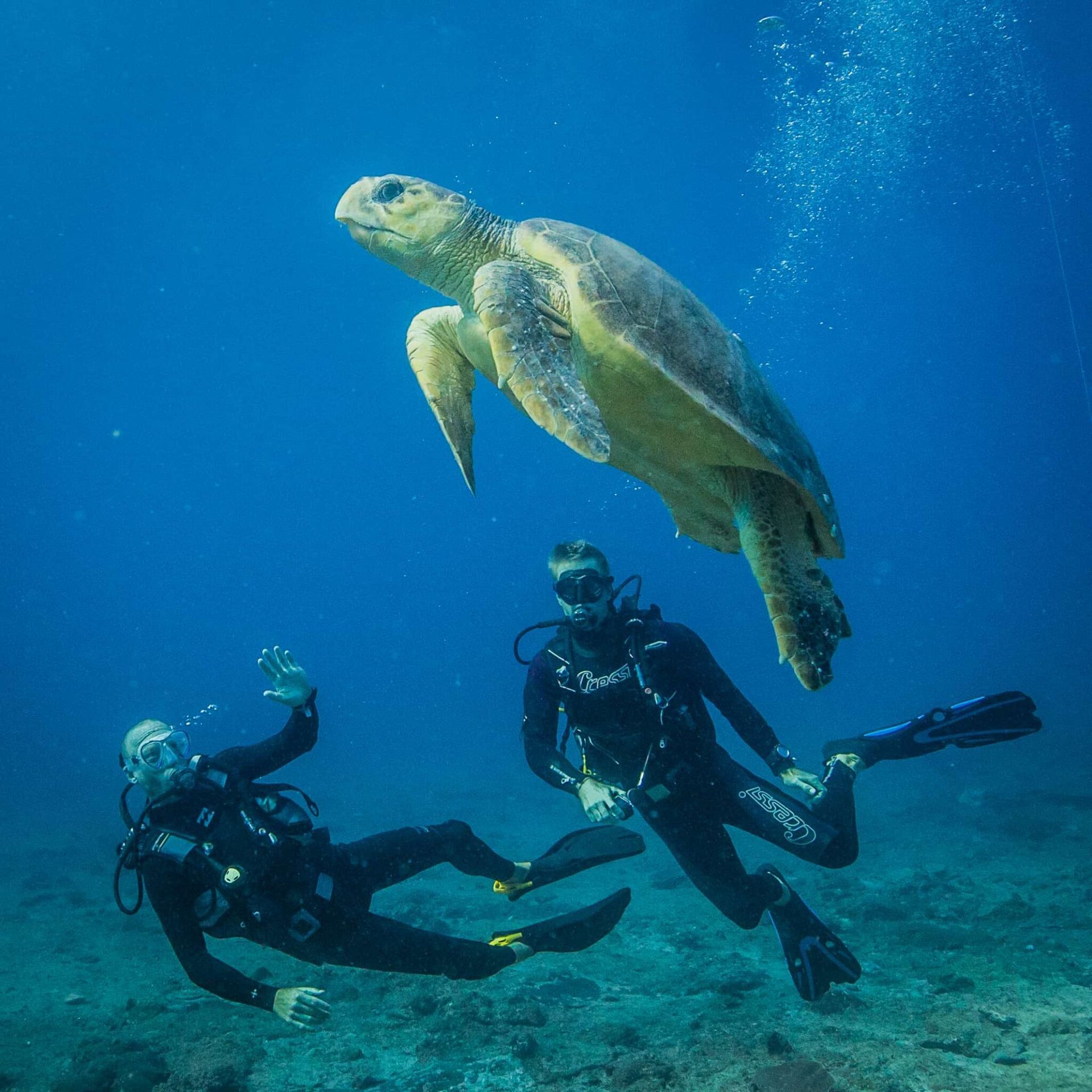 Two scuba divers swim underwater alongside a large sea turtle in deep blue ocean water.