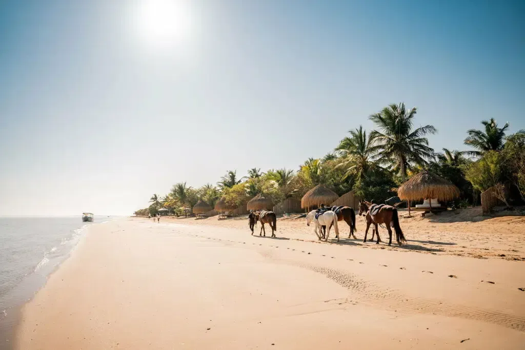 Horses walking along a sunny tropical beach with palm trees and ocean surf
