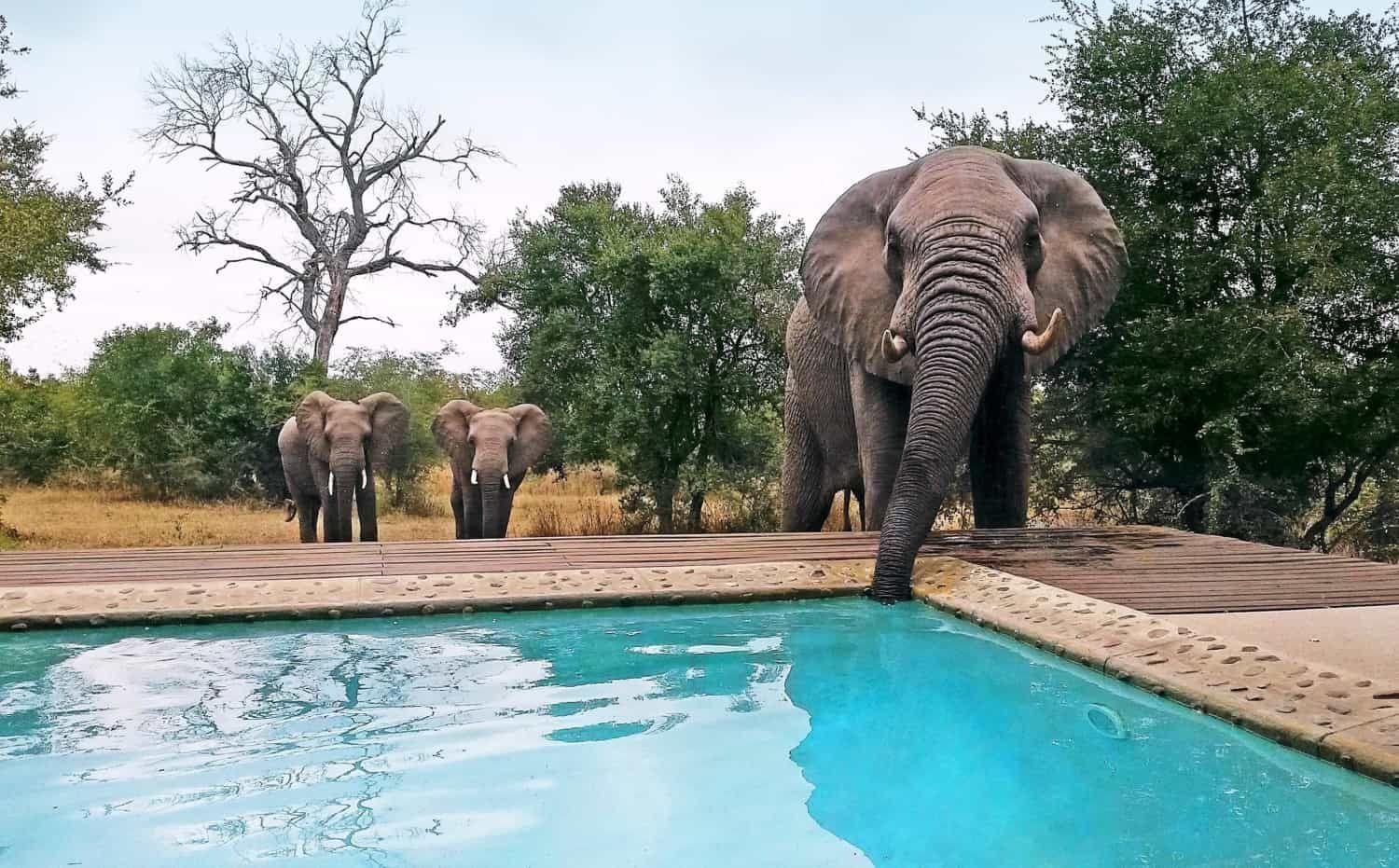 Three elephants approach the edge of a bright blue swimming pool surrounded by trees and dry savanna vegetation.