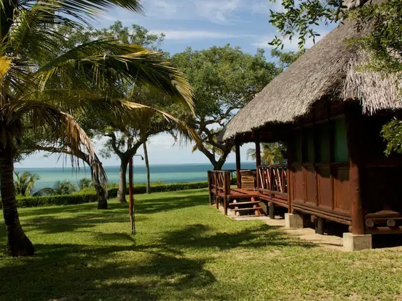 Palm trees and a thatched beach hut beside a grassy shore with ocean in the background