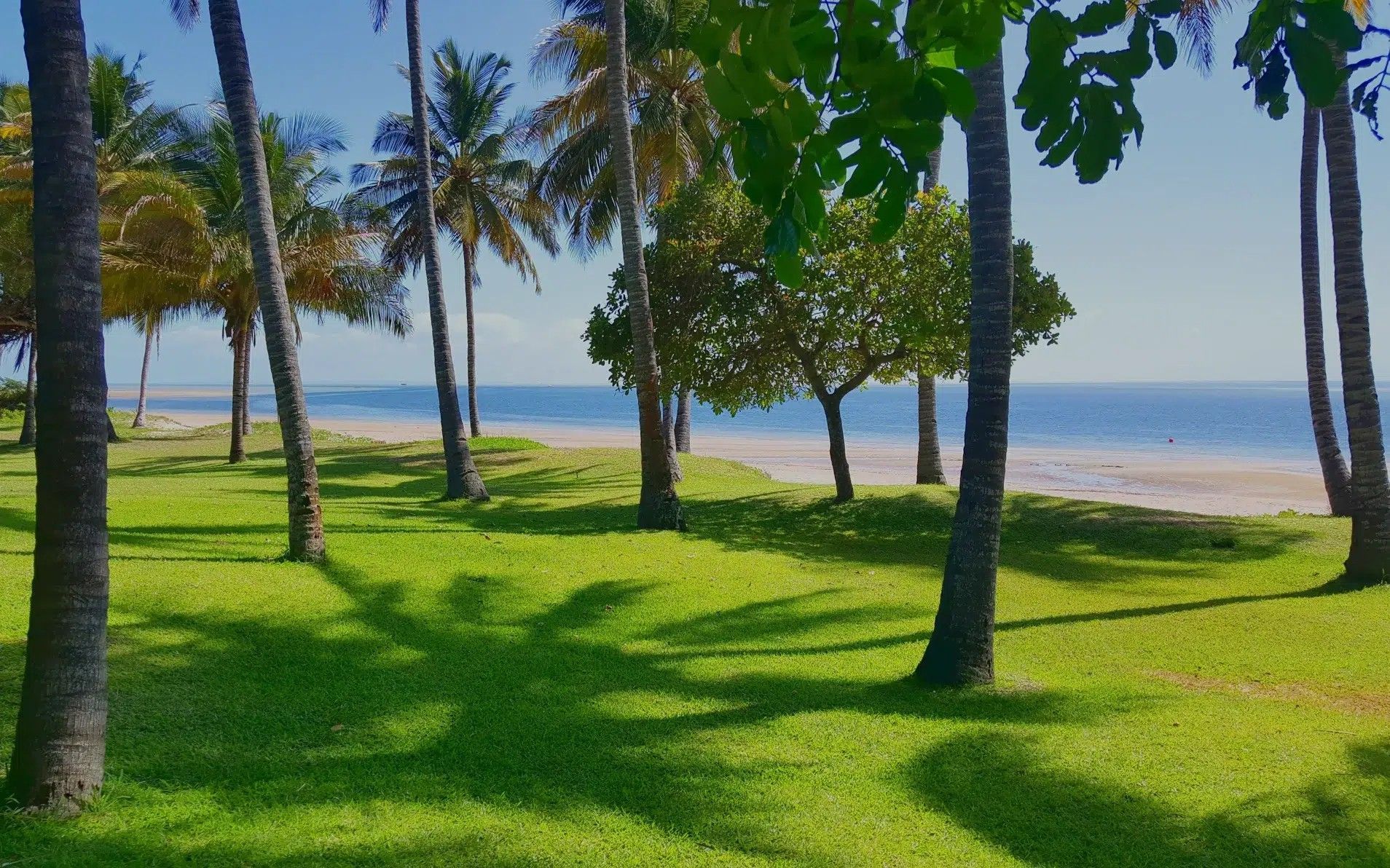 Palm trees on a sunny green lawn by a calm blue beach and ocean.