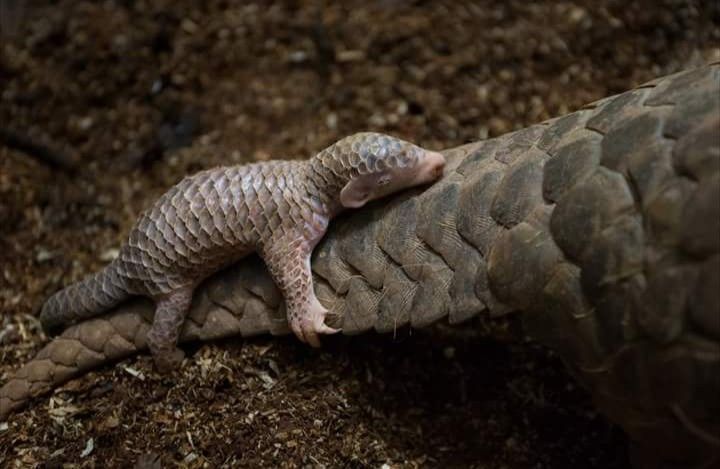 Pale pangolin cub clinging to an adult pangolin’s scaly back on dark ground