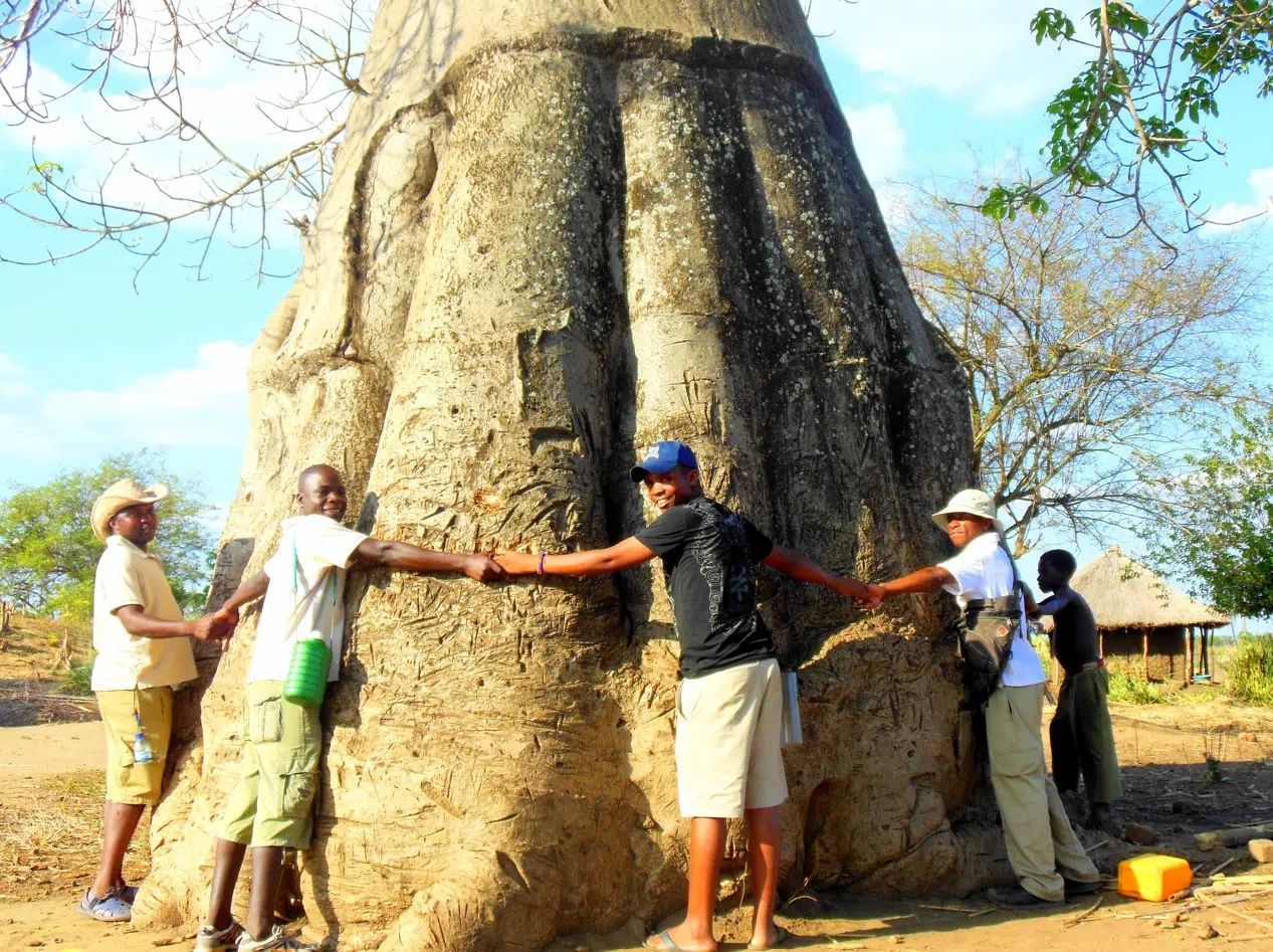 People holding a giant termite mound outdoors, with one person using a tool against it.