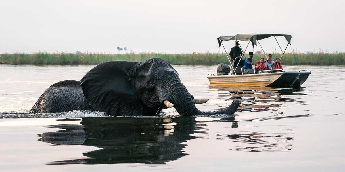 Elephant wading in water beside a safari boat with people under a canopy