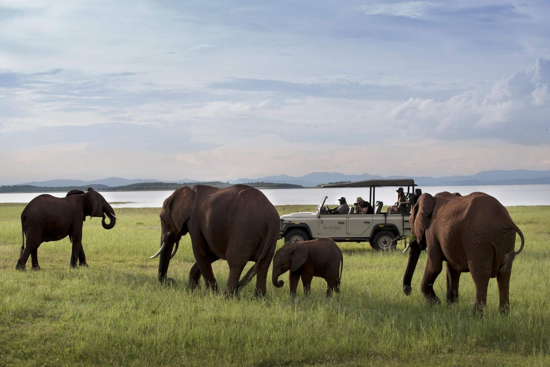 Elephants walking in a grassy field beside a safari vehicle under a cloudy sky