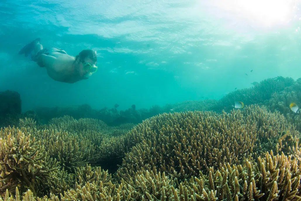 A snorkeler swims above a shallow coral reef in clear turquoise water.