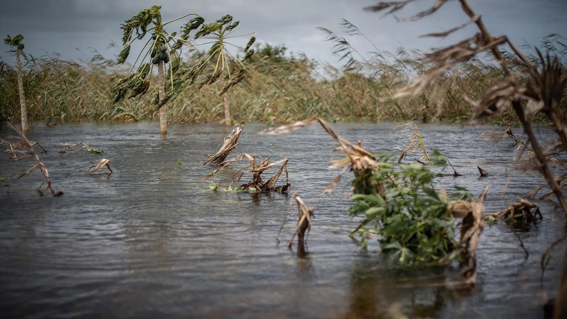Many crop and farm areas in Mozambique were affected by the cyclone, resulting in a lot of food shortages.