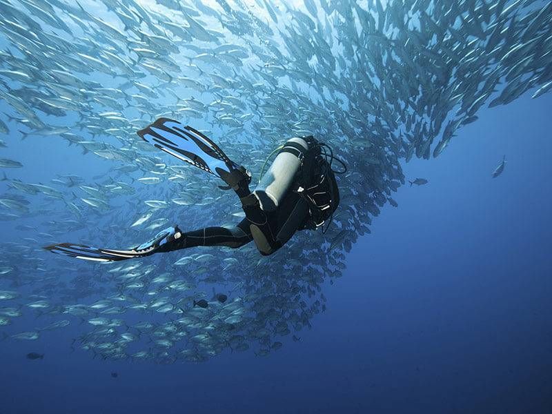 Scuba diver swimming underwater beside a swirling school of fish in blue ocean water