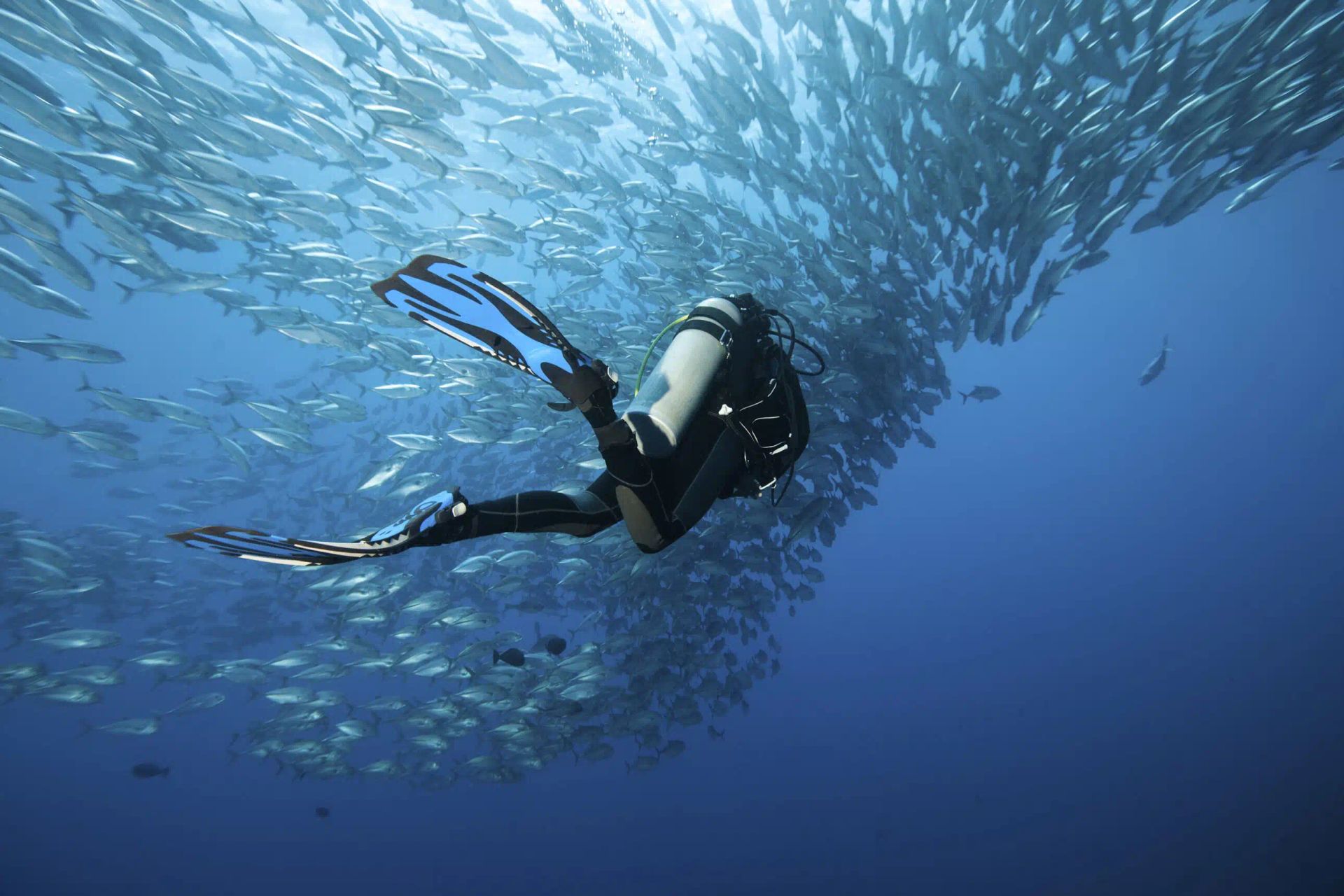 Scuba diver swimming beneath a swirling school of silver fish in blue open water