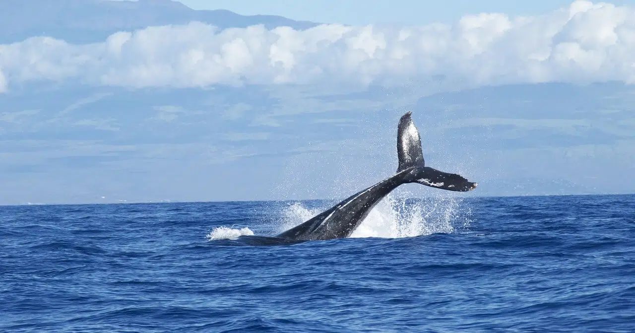 Whale breaching in the ocean with mountains in the distance under a cloudy sky