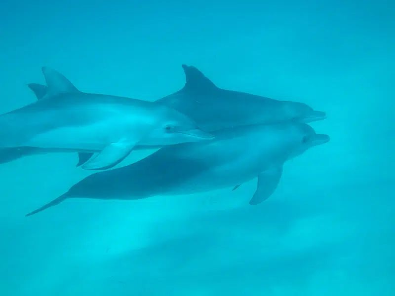 Three dolphins swimming together underwater in bright blue water.