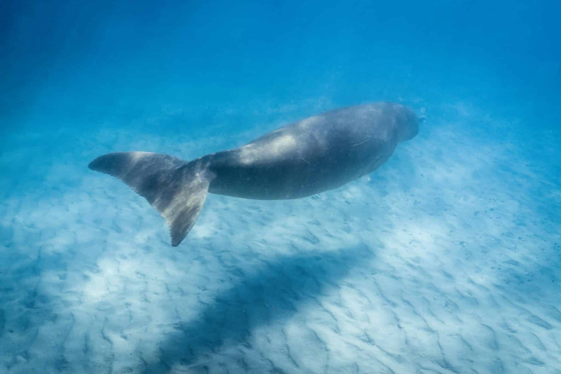 Sea lion swimming underwater over a sandy seabed in clear blue water