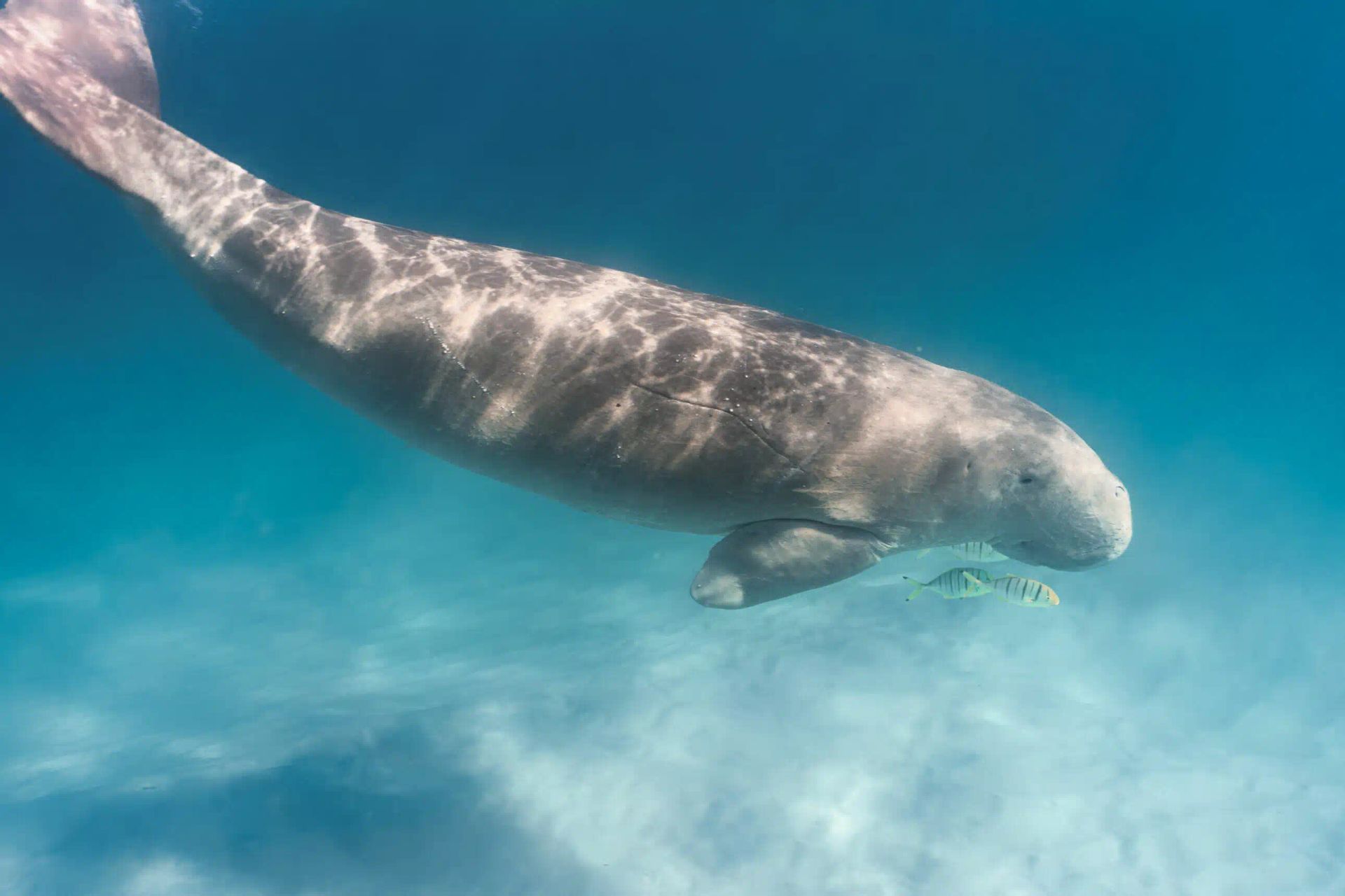 Manatee swimming underwater in clear blue water with sunlight reflecting on its back