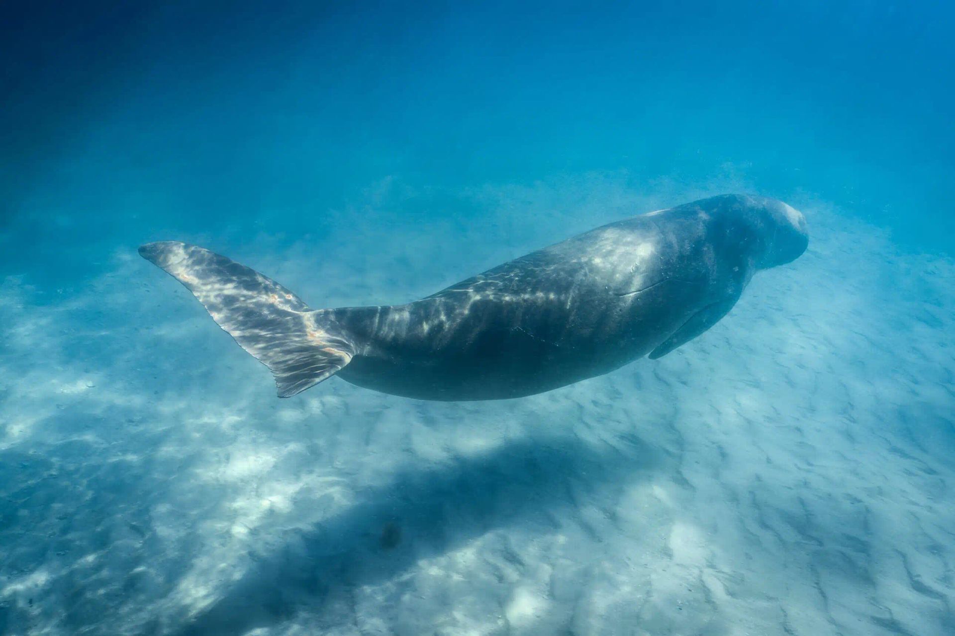 A seal swims underwater in clear blue ocean light.