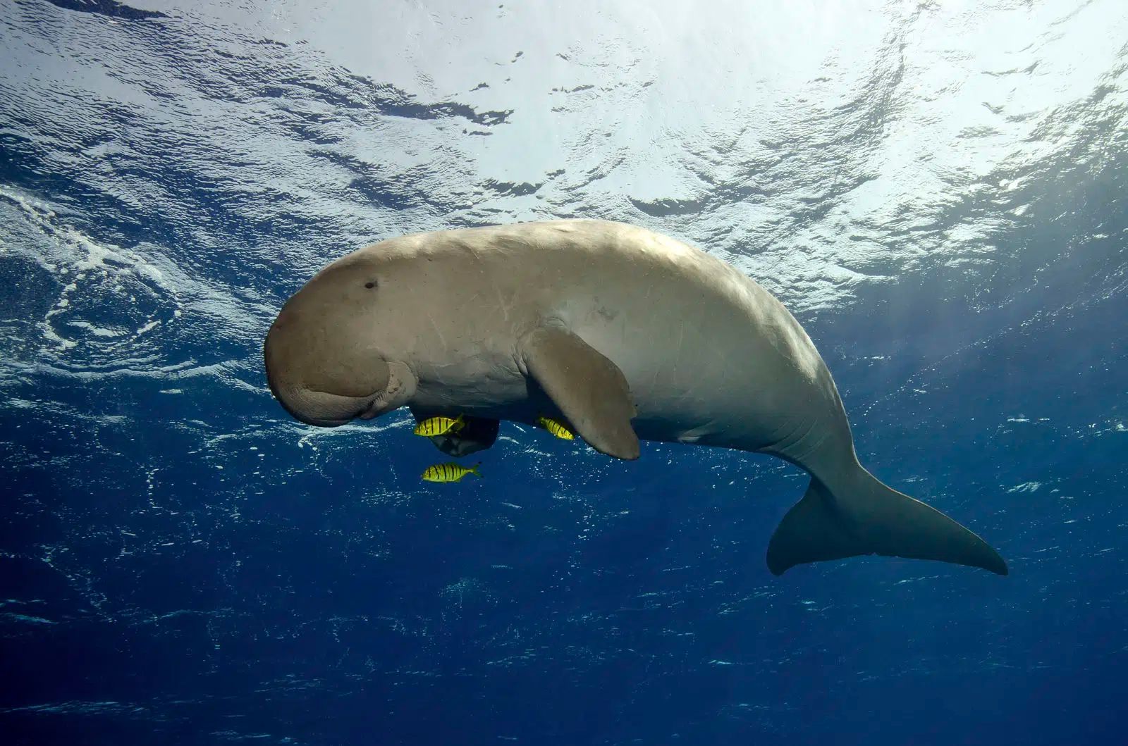 Manatee swimming underwater in clear blue ocean, seen from below with sunlight filtering through.