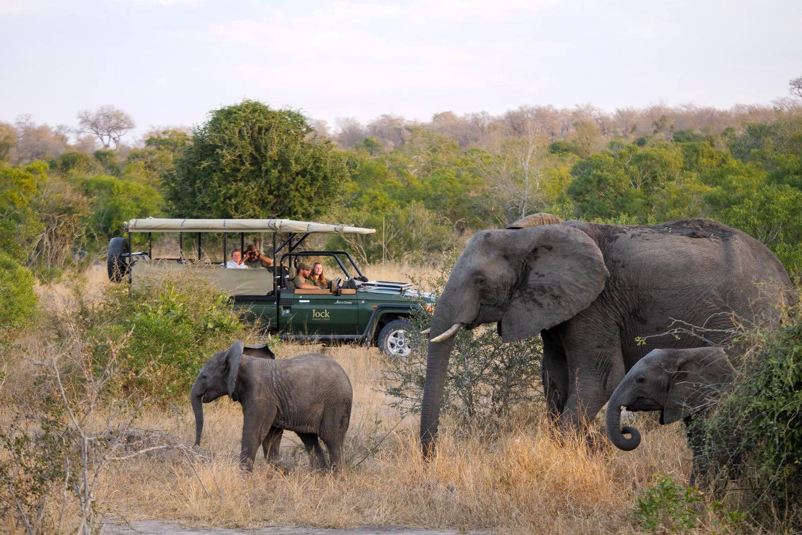 Elephants grazing beside a safari jeep in dry grassland with trees in the background