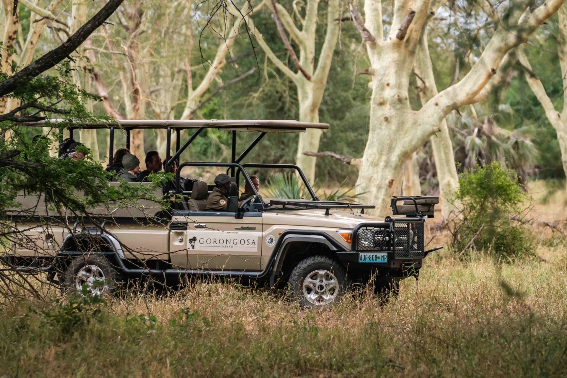 Safari vehicle driving through grassy woodland with passengers under tall trees