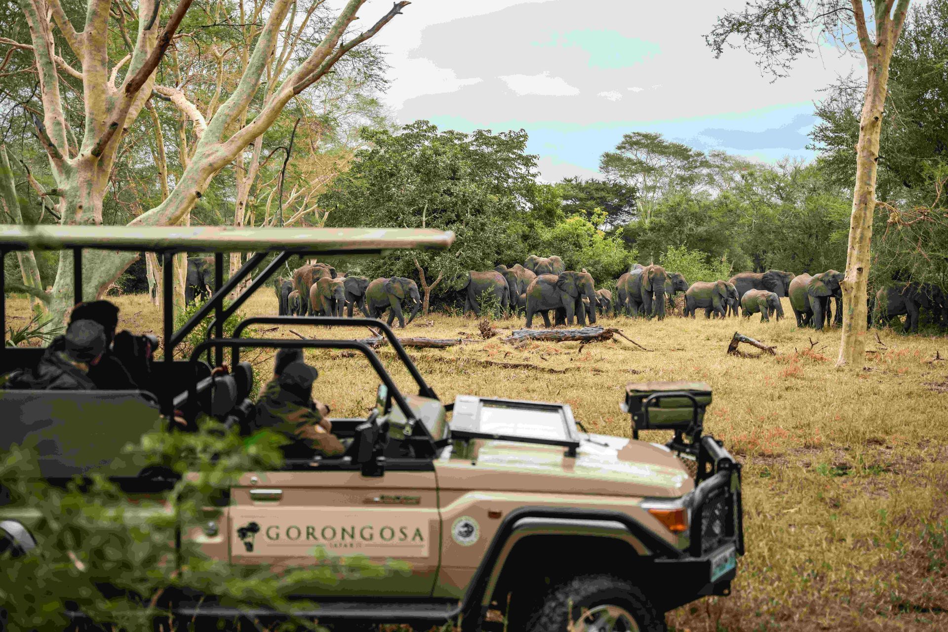 Safari vehicle watching a herd of elephants in a grassy savanna near trees