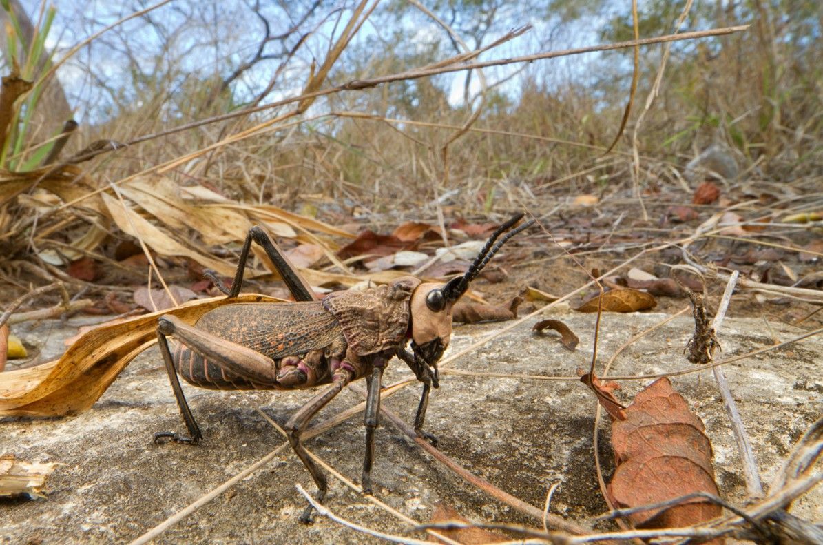 Brown grasshopper on dry ground among fallen leaves and twigs in a sparse, wooded area
