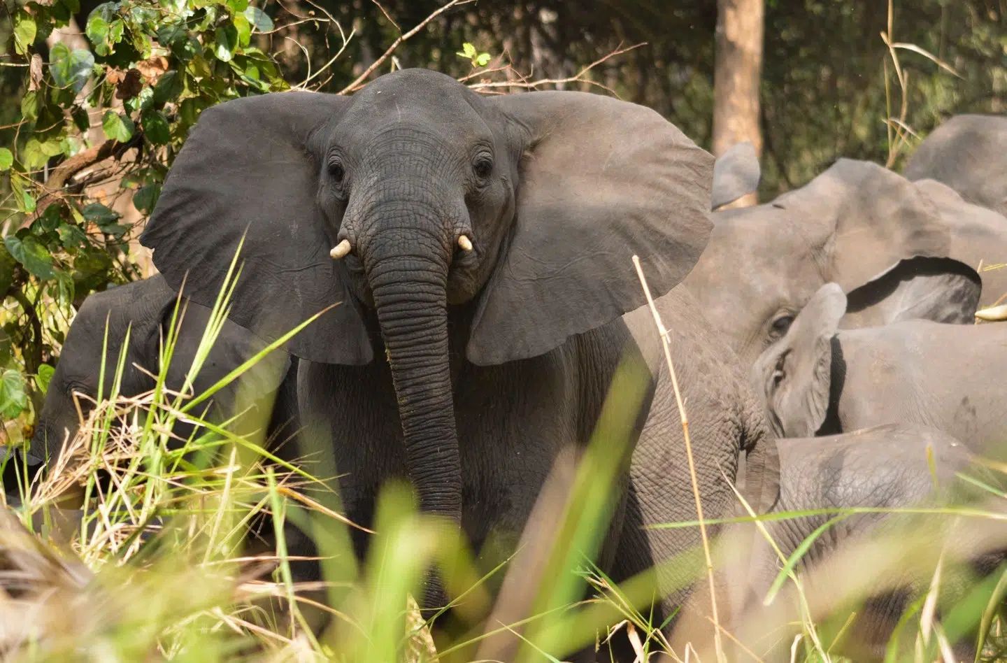 Elephants standing in tall grass, one dark elephant facing forward beside lighter elephants in a forest