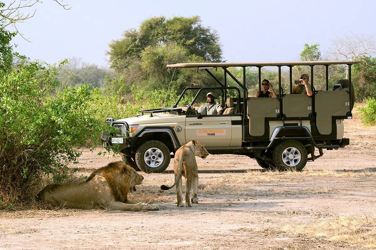 Safari Camps and Accommodation in Gorongosa National Park