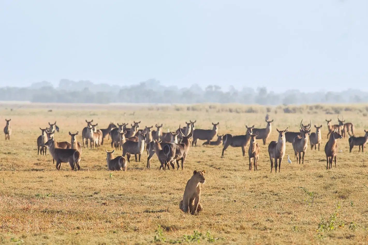 An open field of waterbuck in Gorongosa…with a not so hungry lion sitting in front of them.