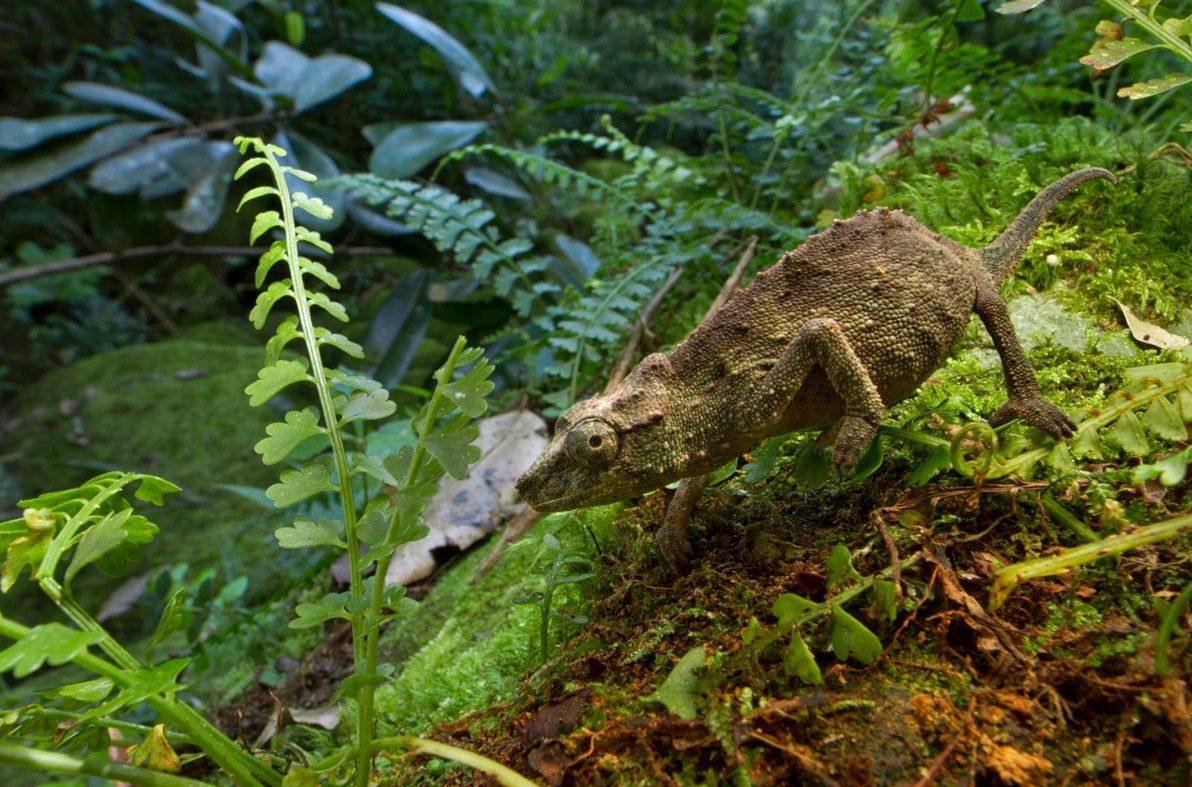 A small brown rodent on mossy ground in a lush green forest
