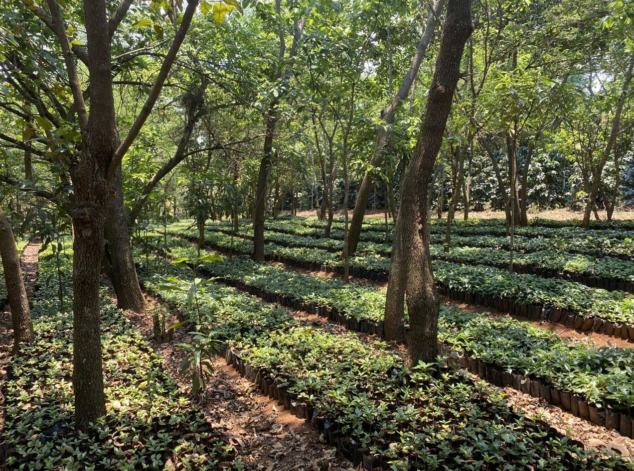 Rows of green tea plants under tall trees in a sunlit plantation