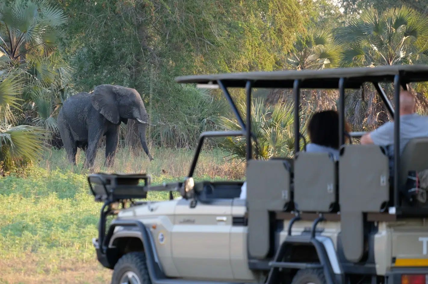 Elephant in grassy field beside safari vehicle with seated tourists