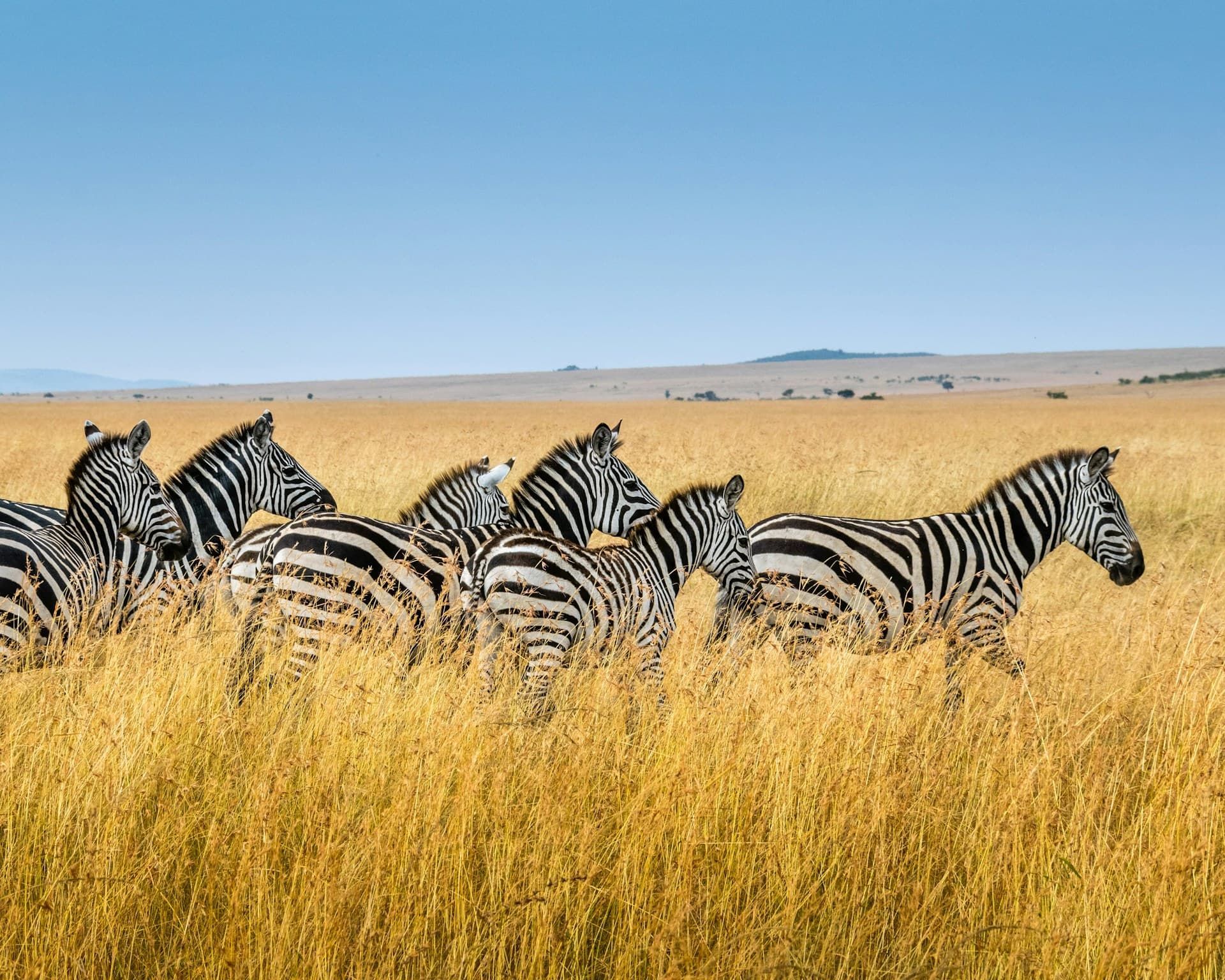 A herd of zebras standing in tall golden grass on a sunny savanna plain.