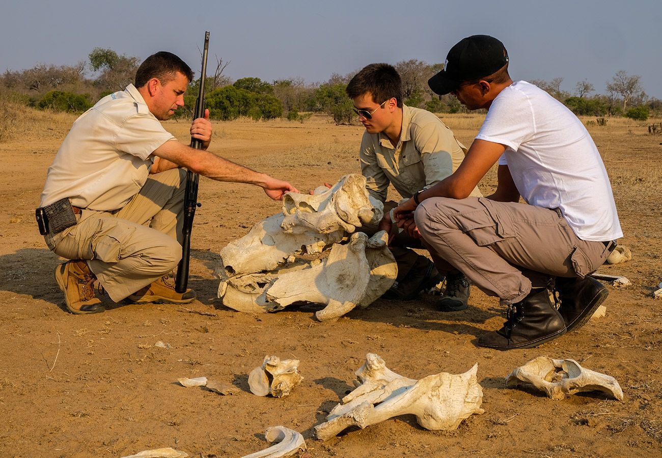Three people crouch around animal bones in a dry field, examining remains under bright sunlight.