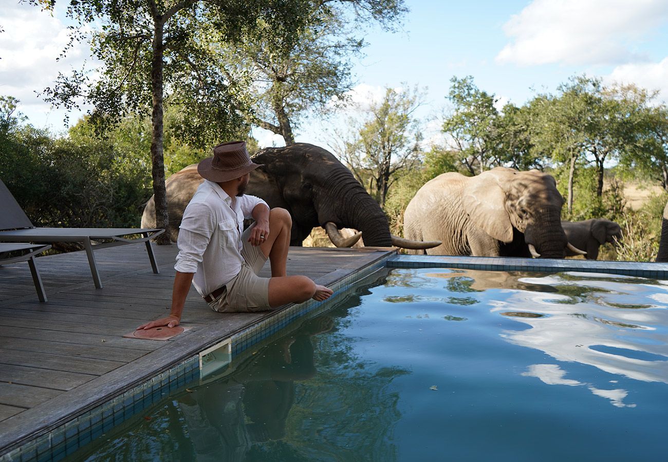 Person sitting beside a pool watching an elephant in a safari lodge setting