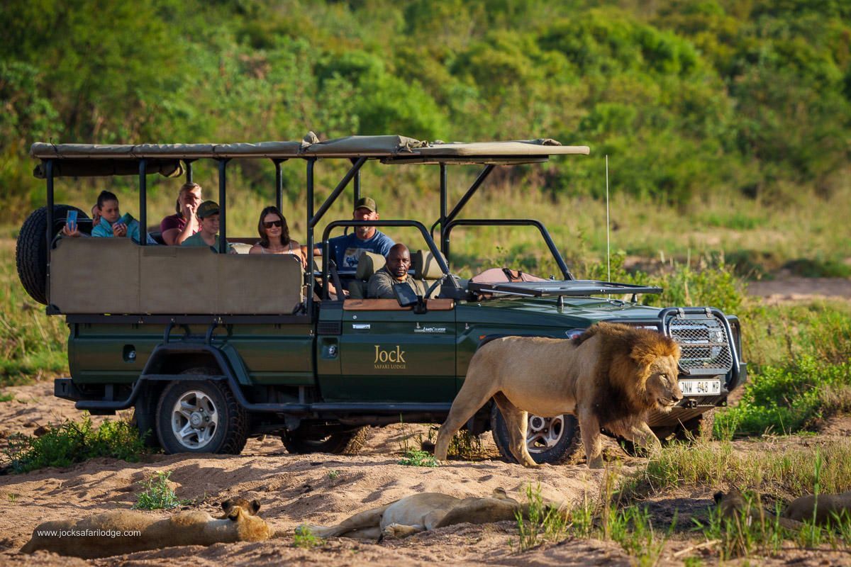 Safari jeep stopped as a lion walks past passengers in a grassy wilderness setting