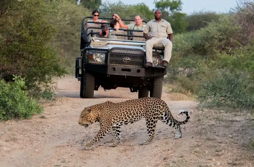 Leopard crossing dirt road in front of safari vehicle with tourists watching in the bush.