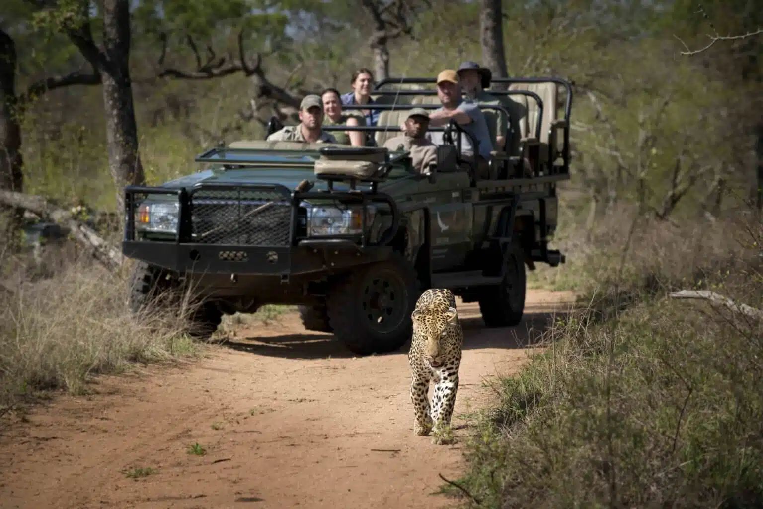 Safari vehicle with tourists approaching a leopard on a dirt path in dry brushland