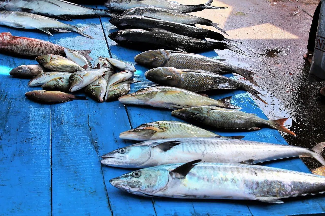 Fresh fish displayed on blue tarps at an outdoor market.