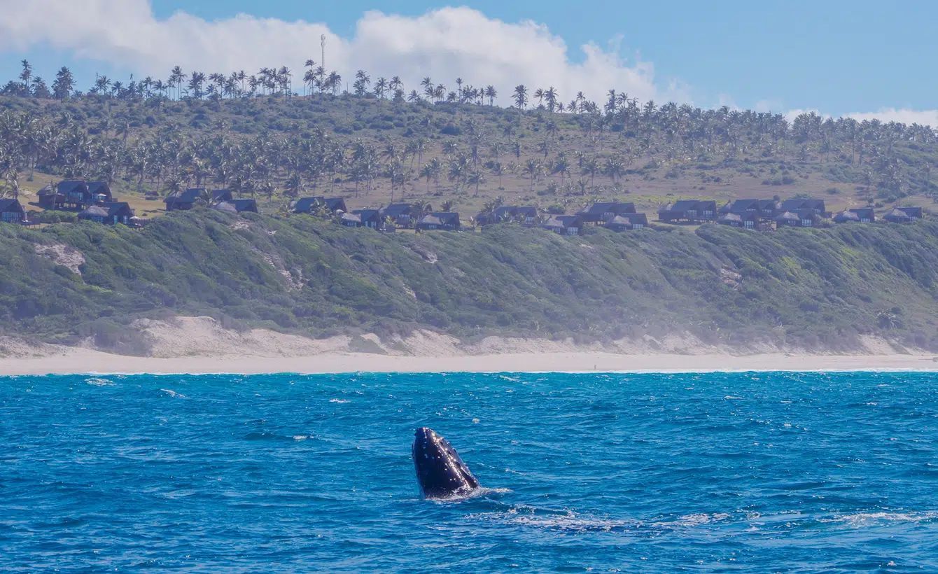 Whale fin breaking the surface of blue ocean near a sandy coastline with trees