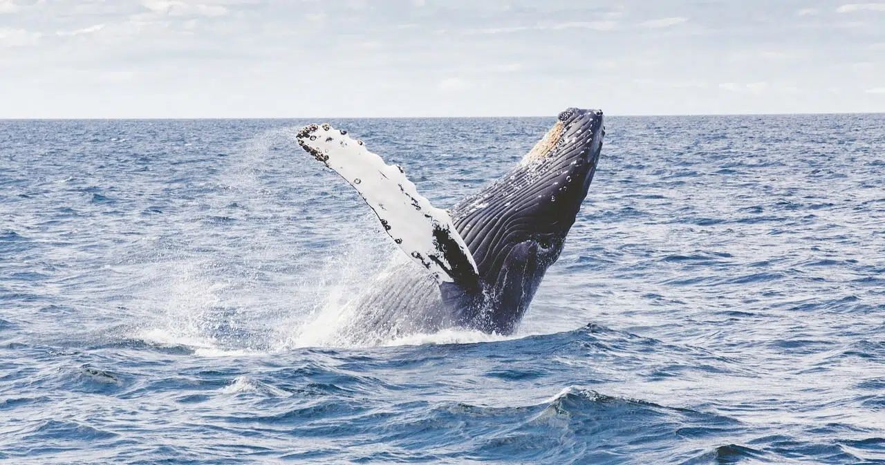 Whale breaching above the ocean surface, splashing water against a bright sky.