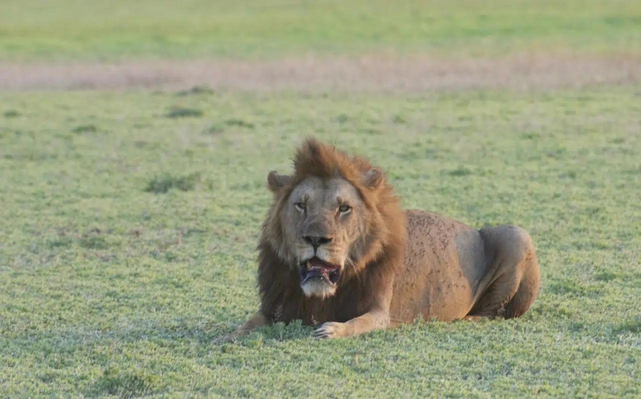 Lion lying in green grass, facing the camera.