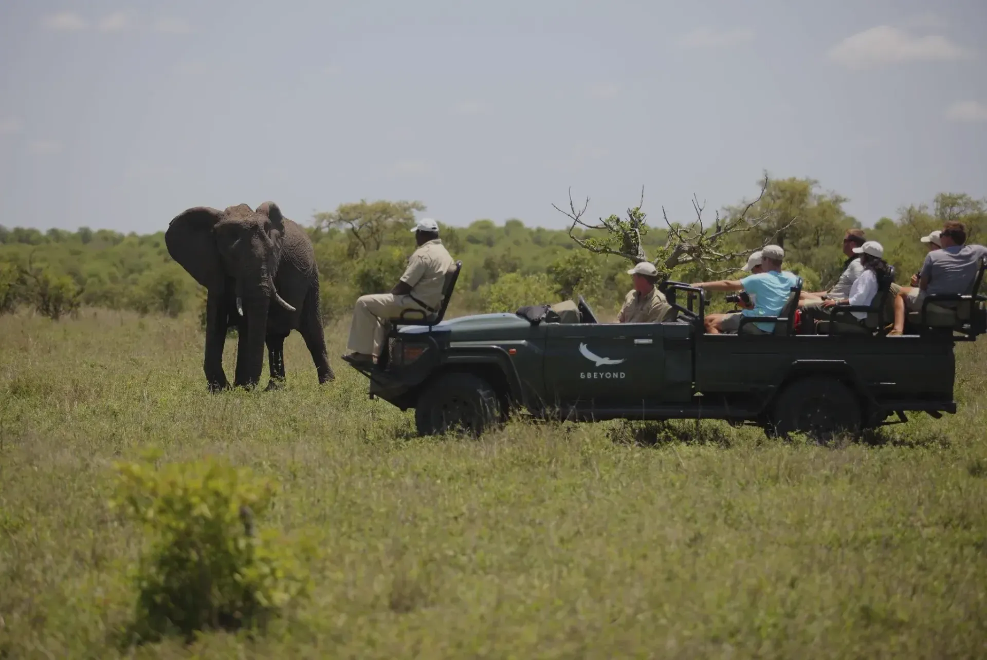 Safari jeep with tourists watching an elephant in tall grass on a sunny plain
