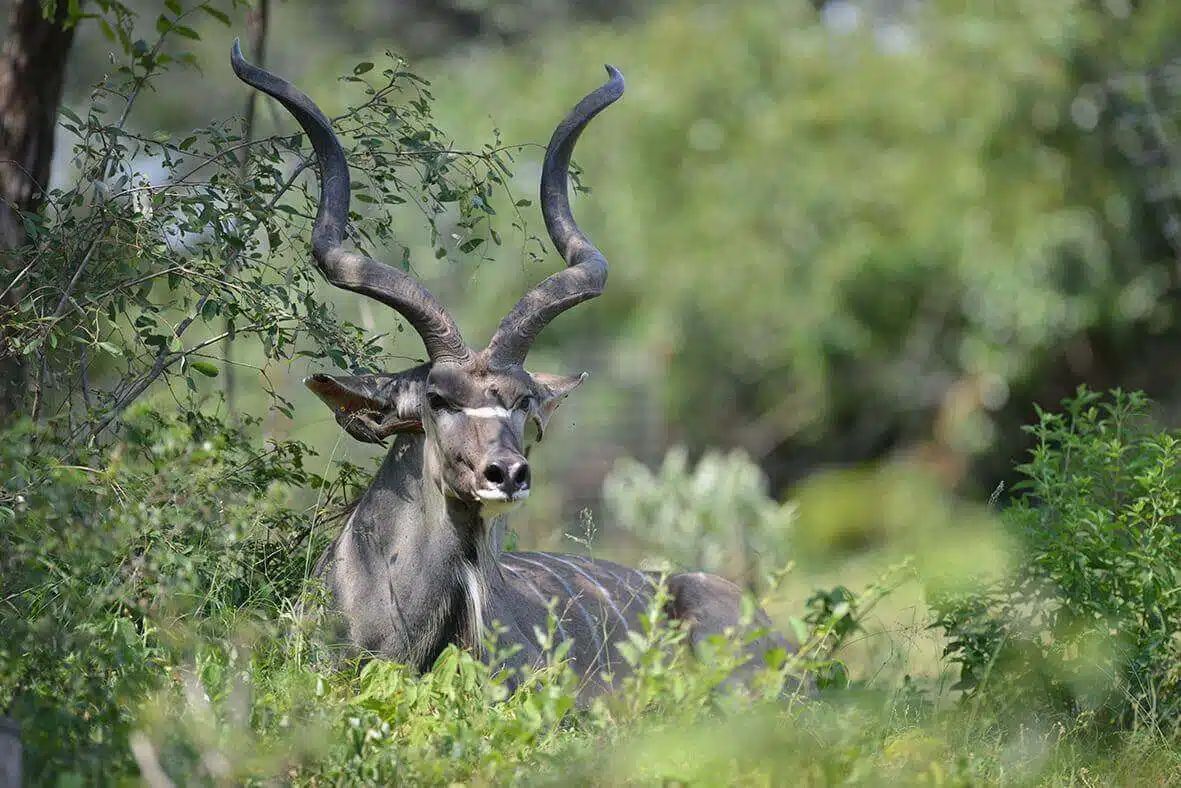 A kudu with large spiraled antlers standing in green brush, looking to the side.