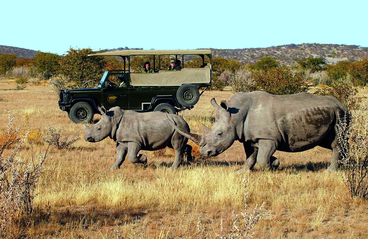 Two rhinos crossing a dry savanna with a safari jeep in the background.