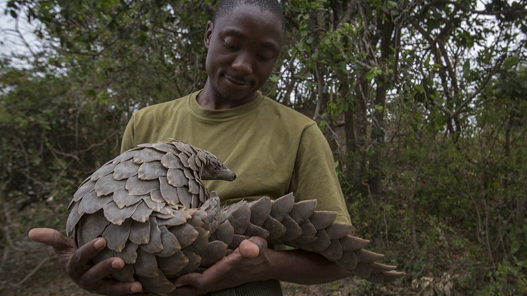 After 30 years of restoration, Gorongosa has become a leading African conservation project, the pangolin rescue one of its central missions.