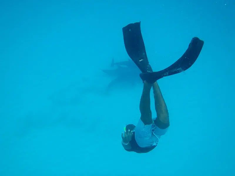 A person wearing swim trunks and black fins dives underwater in clear blue water.