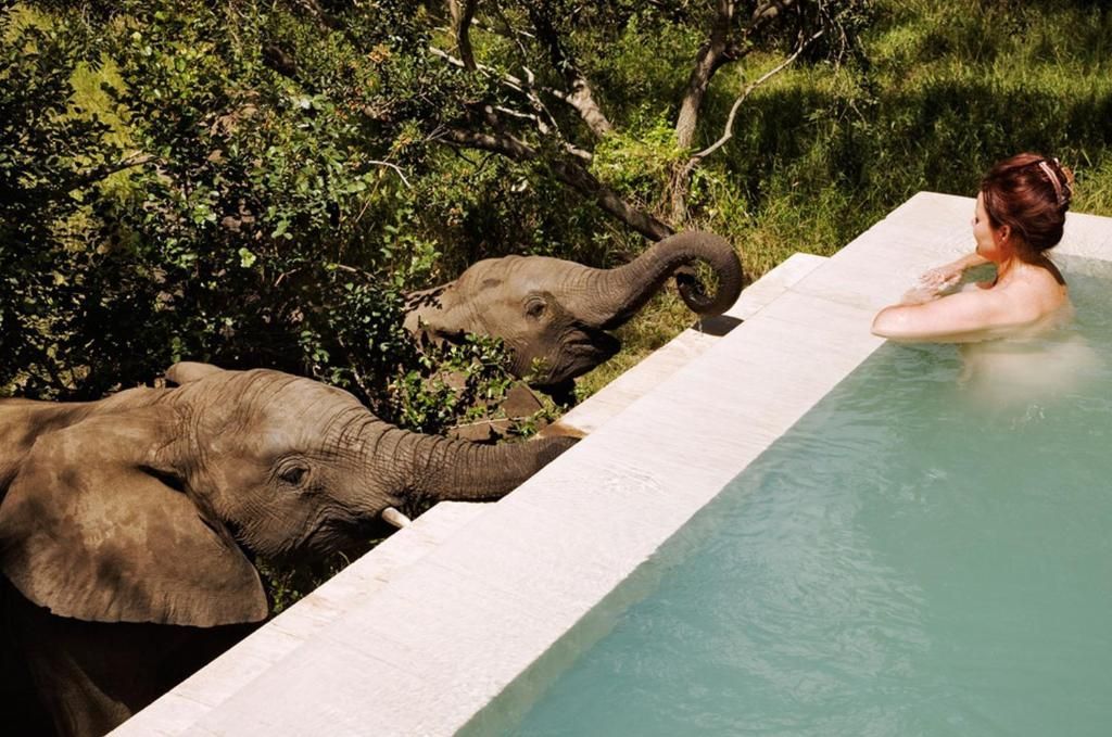 Person relaxing in a turquoise infinity pool overlooking lush greenery and two elephants nearby