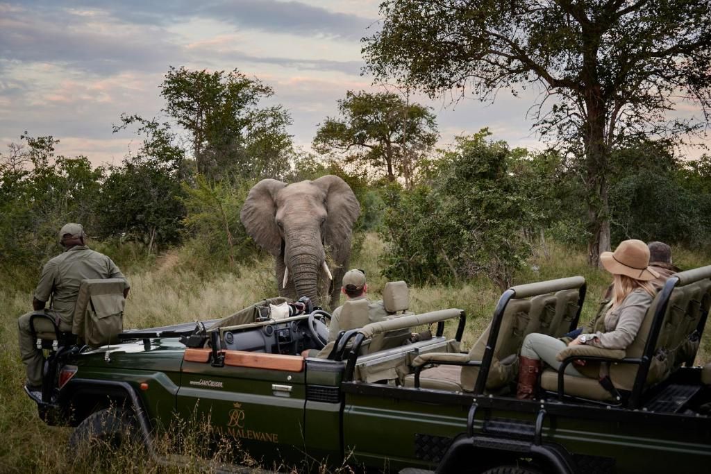 Safari vehicle with tourists watching an elephant in tall grass at sunset