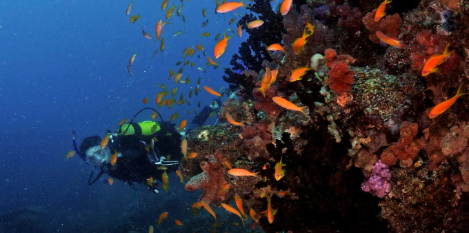 Scuba diver exploring a colorful coral reef with orange fish underwater